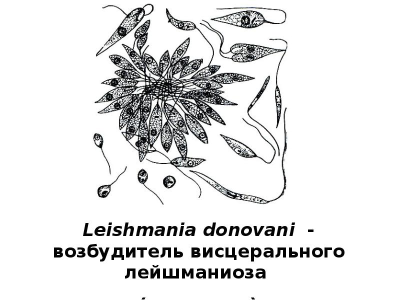 Leishmania donovani