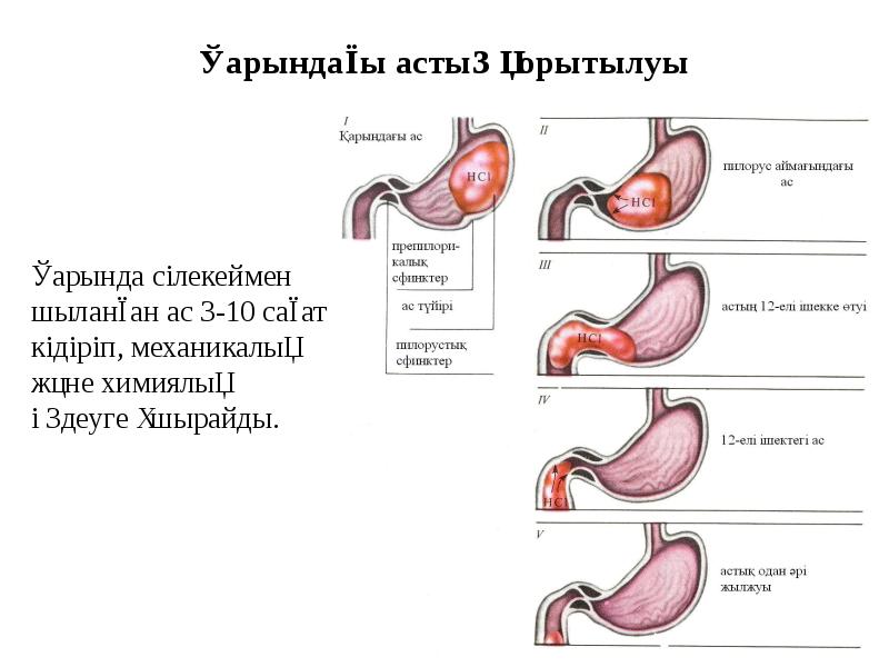 Ас қорыту жүйесінің жас ерекшеліктері презентация