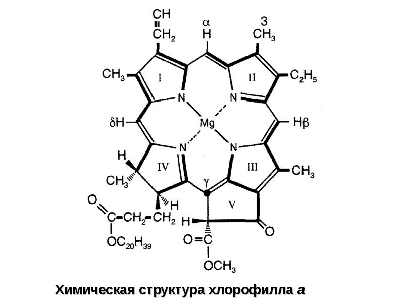 В состав хлорофилла входит