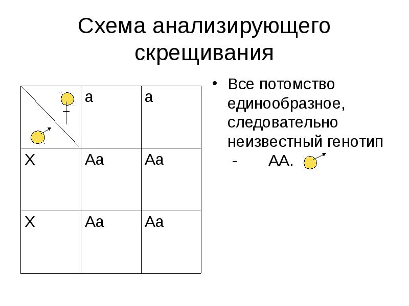 Какое скрещивание анализирующее