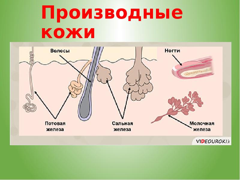 Потовые железы имеют вид. Производные кожи. Кожа и ее производные анатомия.