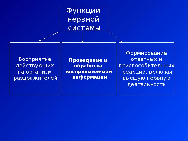 Функции представления. Основные функции нервной системы. Основные функции нервов. Функции нервной системы кратко. Три функции нервной системы.