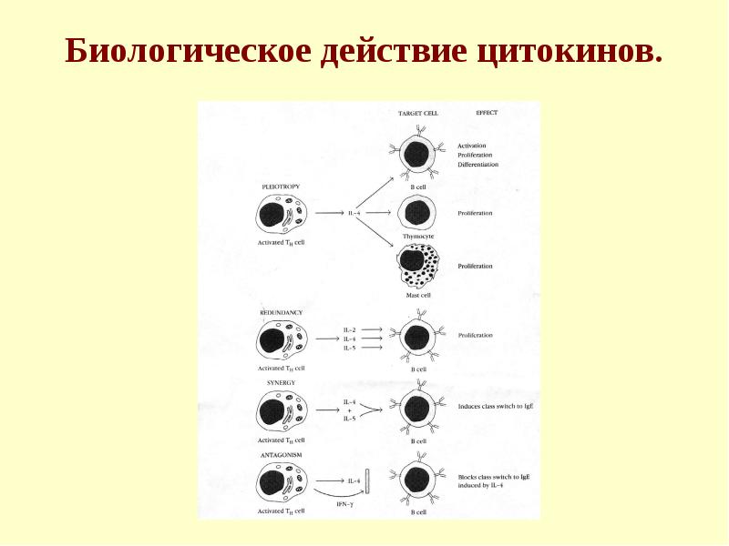 Презентация гормоны и медиаторы иммунной системы