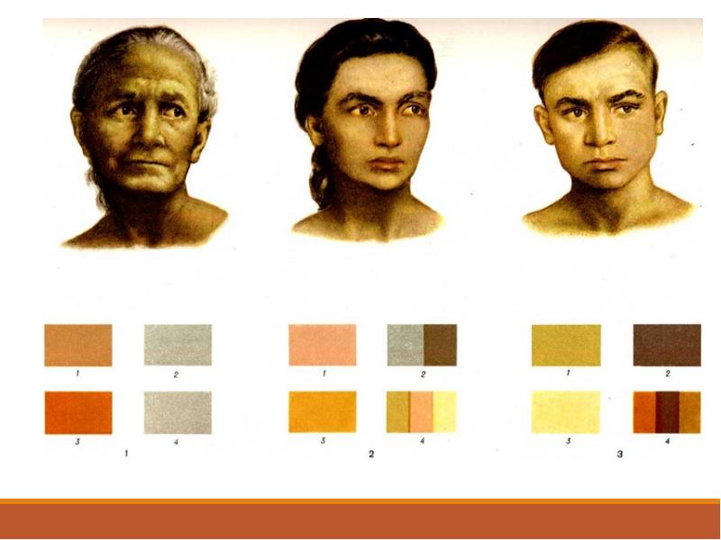 Цвет кожи человека определяется
