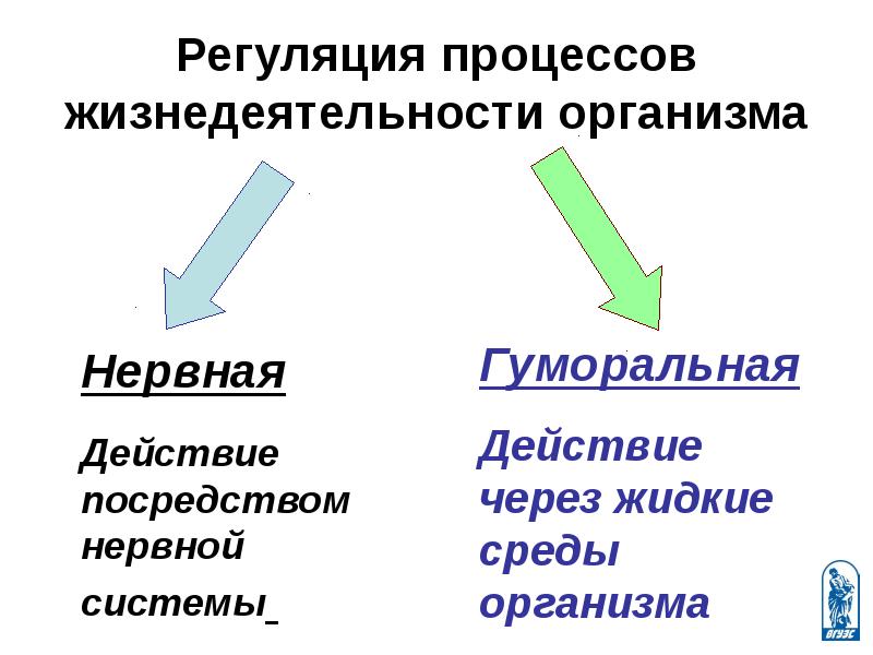 Значение регуляции. Биология 8 класс регуляция процессов жизнедеятельности. Гуморальная регуляция процессов жизнедеятельности организма. Ментальная карта регуляции процессов жизнедеятельности человека. Регуляция процессов жизнедеятельности кратко 6 §.