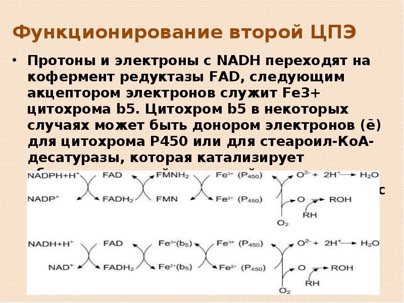 Функционирование второй ЦПЭ Протоны и электроны с NADH переходят на кофермент