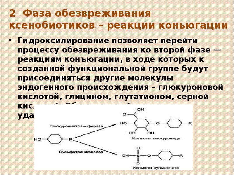 2 Фаза обезвреживания ксенобиотиков – реакции коньюгации Гидроксилирование позволяет перейти процессу