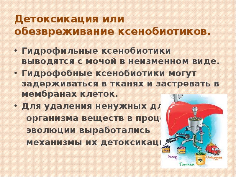 Детоксикация или обезвреживание ксенобиотиков. Гидрофильные ксенобиотики выводятся с мочой в неизменном