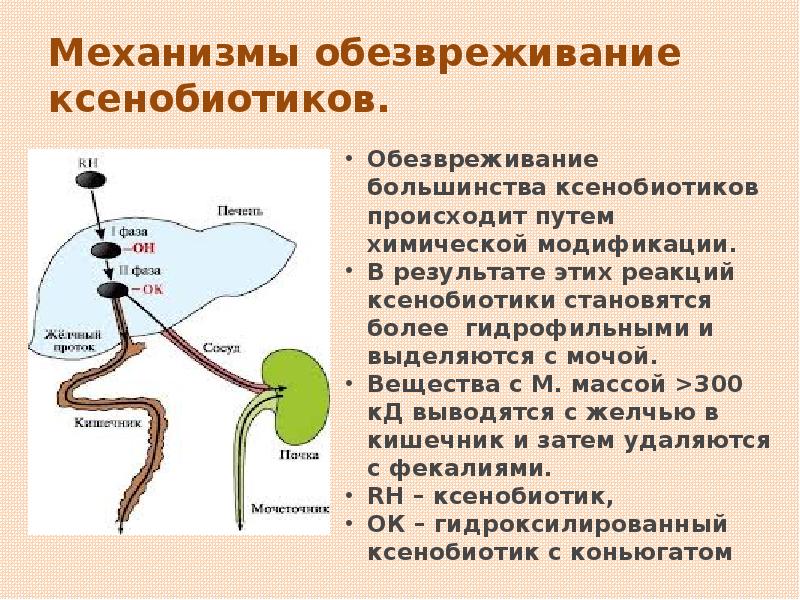 Ксенобиотики биохимия презентация