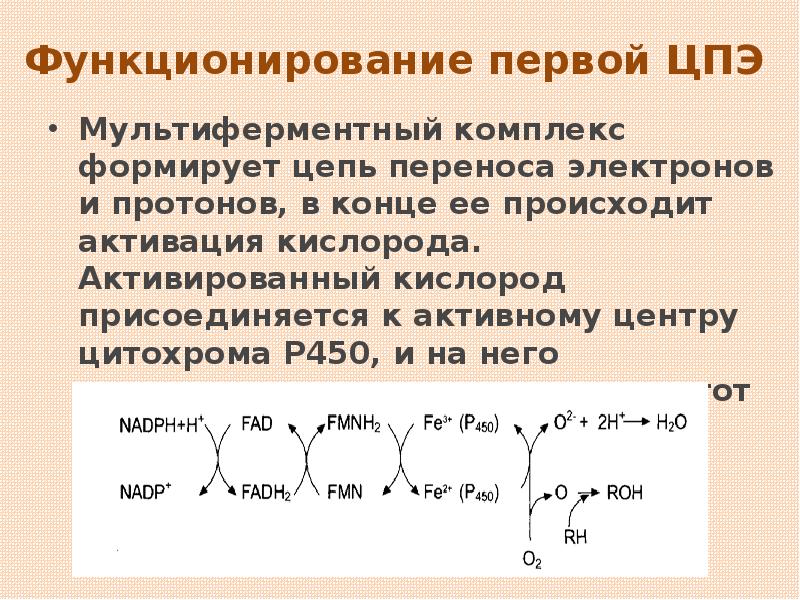 Функционирование первой ЦПЭ Мультиферментный комплекс формирует цепь переноса электронов и протонов,