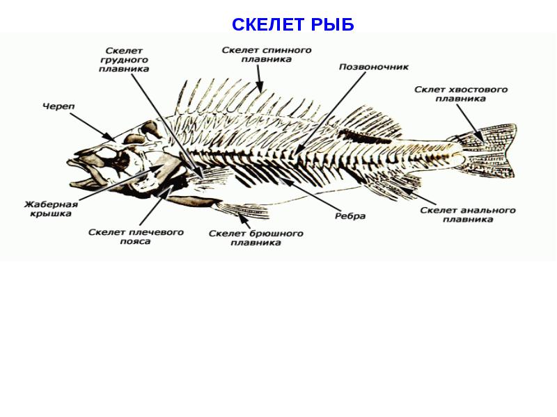 Скелет костной рыбы рисунок 7 класс