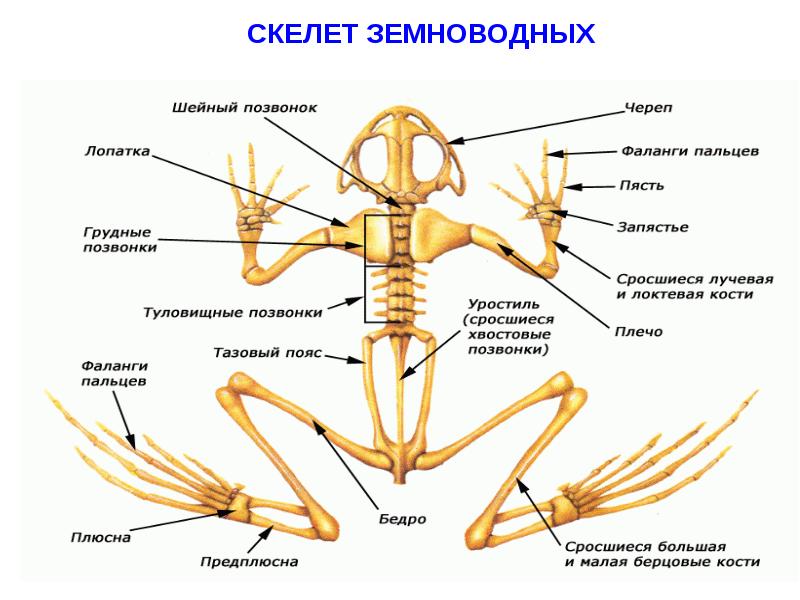 Опорно двигательная система картинки