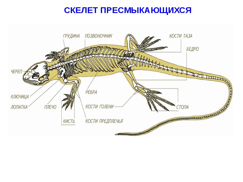 Строение тела ящерицы 7 класс рисунок 138