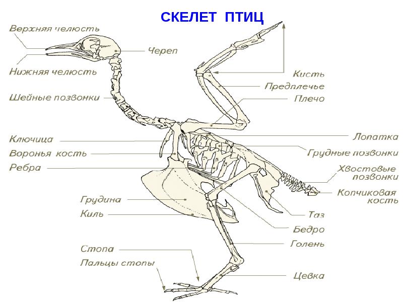 Опорная схема птиц