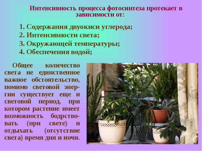 Сколько живут комнатные. Интенсивность процессов фотосинтеза зависит от. Фотосинтез комнатных растений. Вода в жизни комнатных растений. Интенсивность процесса.