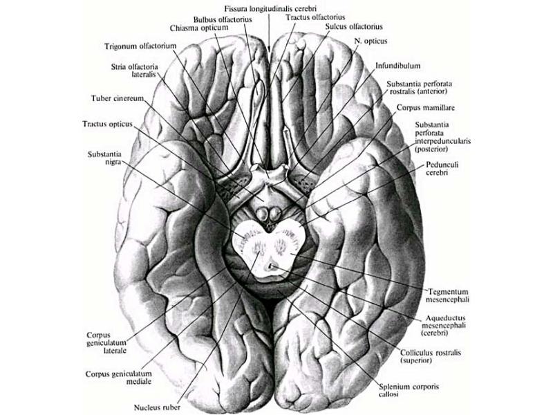 Нижняя поверхность мозга