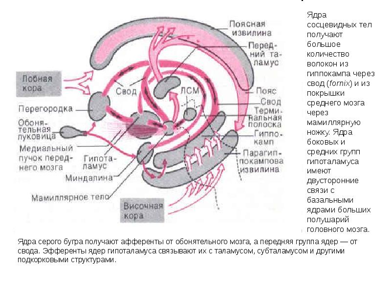 Дополните схему анатомическое строение нервной системы