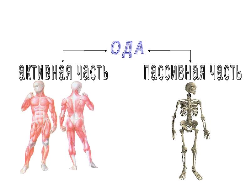 Реферат: Нагрузки на опорно-двигательный аппарат