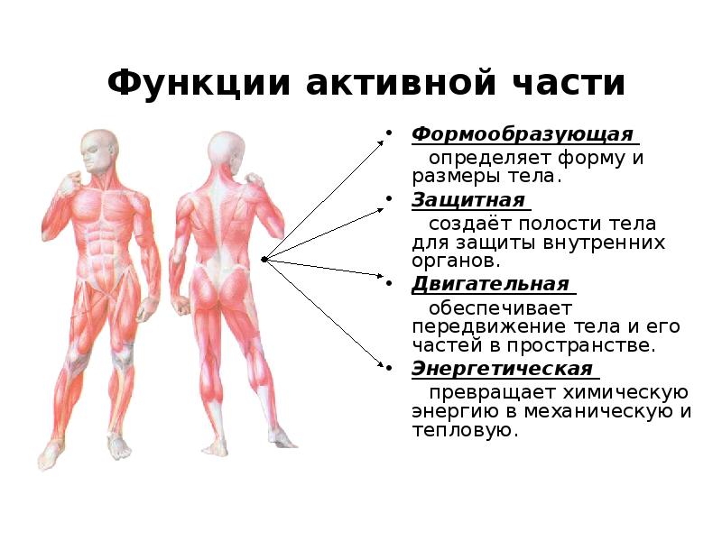 Активные мышцы. Мышечная система человека. Опорно - двигательный аппарат. Функции опорно-двигательного аппарата. Активная часть опорно-двигательного аппарата. Влияние физических упражнений на опорно-двигательный аппарат.