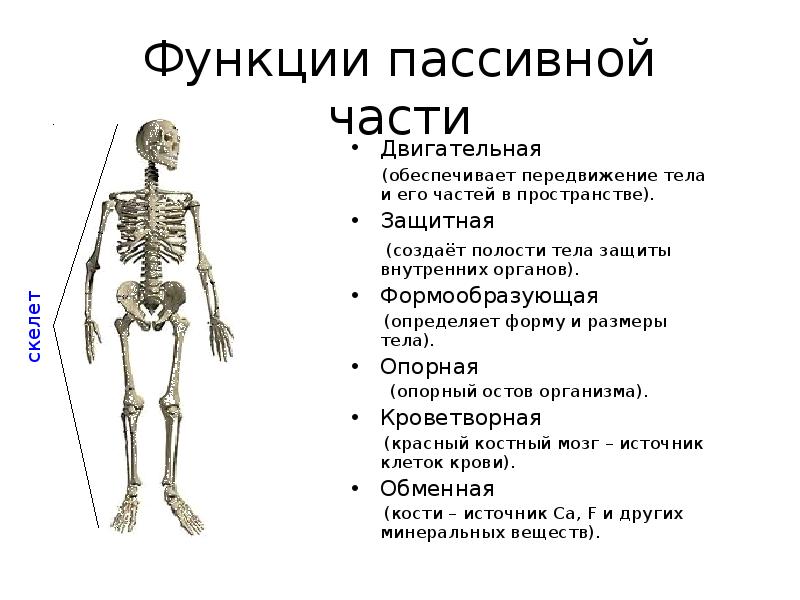 Функции скелета человека механическая