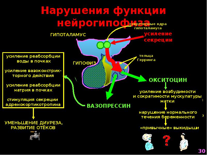 Роль эндокринной системы презентация