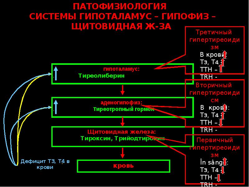 Щитовидная железа патофизиология презентация - 83 фото