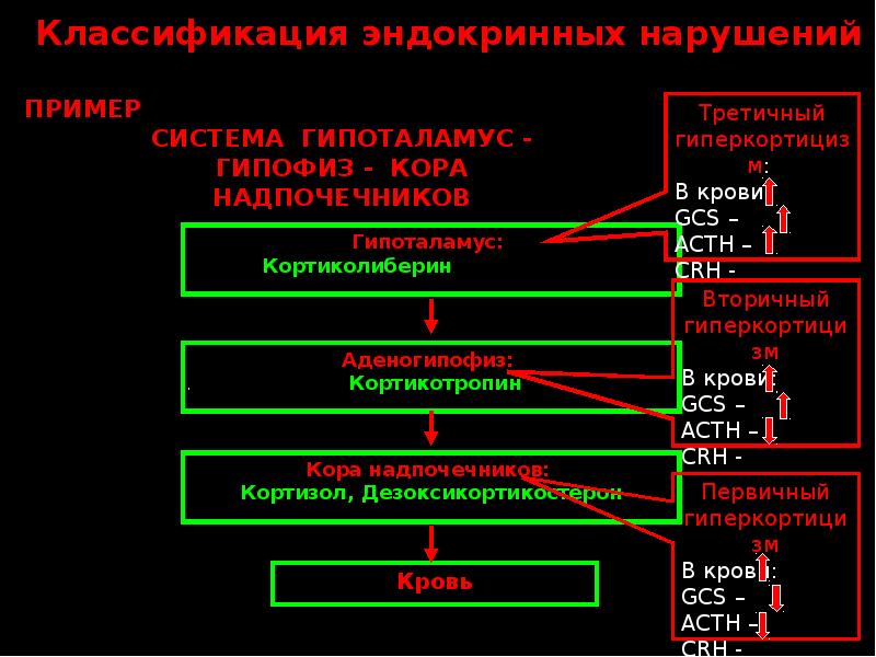 Гипоталамус гипофиз надпочечники схема