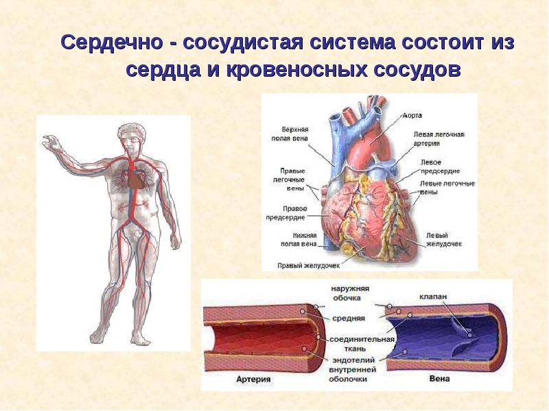 Сердечно сосудистая система кратко презентация