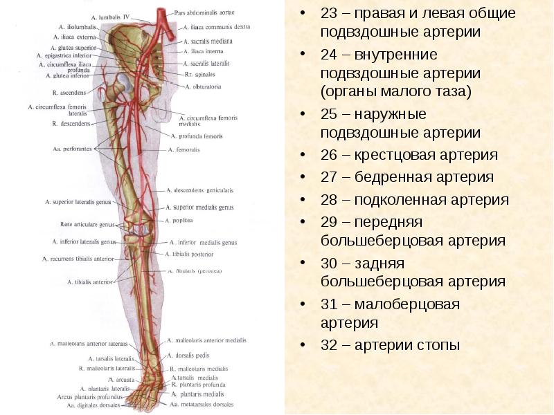 Общая подвздошная артерия презентация