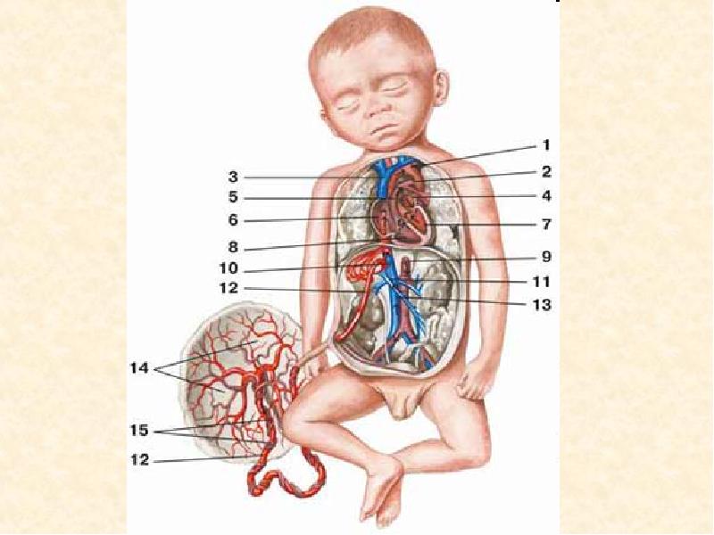 9 организм. Кровообращение плода пупочная Вена. Пупочная Вена анатомия. Кровообращение плода анатомия. Плацентарное кровообращение плода.