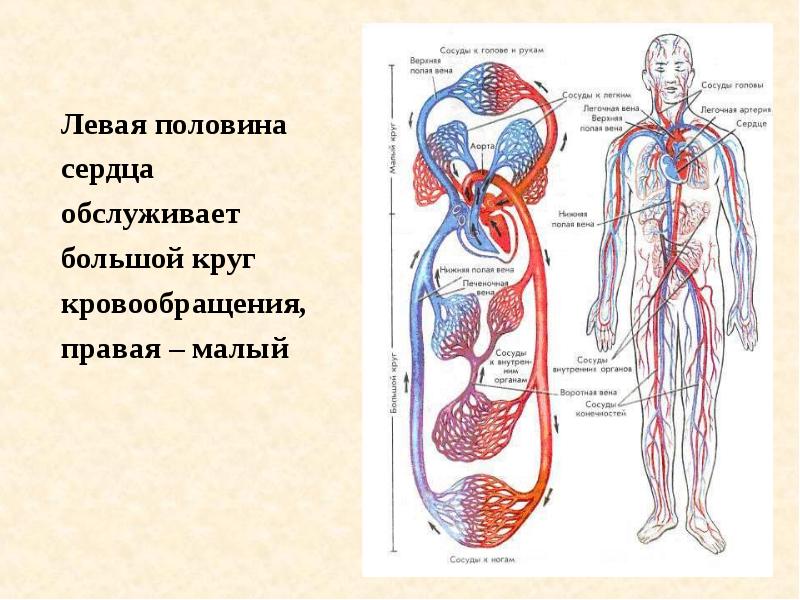 Кровеносная система человека схема круги кровообращения картинки с подписями