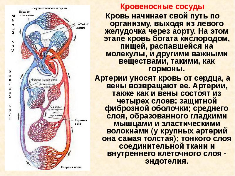 Проект по теме кровеносная система