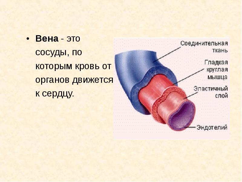 Вены строение