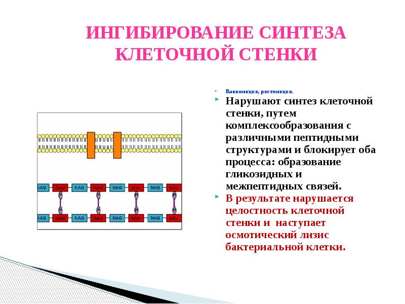 Белки клеточной стенки