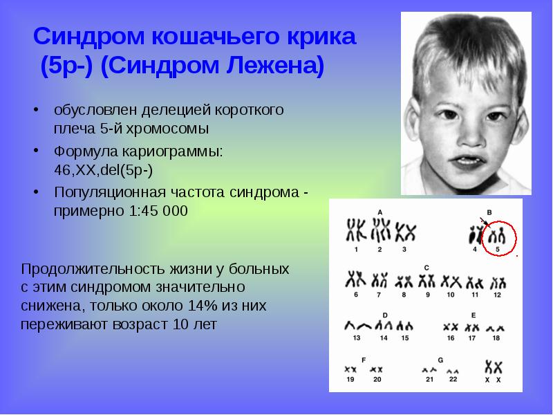 Внеядерная наследственность презентация 10 класс