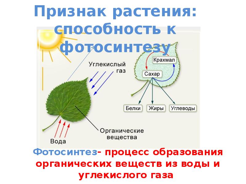 Процессы фотосинтеза возбуждение хлорофилла. Признак растения: способность к фотосинтезу. Фотосинтез водорослей. Признаки водорослей 6 класс биология. Водоросли участвуют в фотосинтезе.