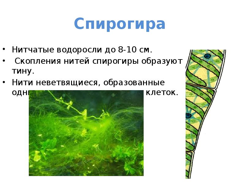 Клетки водорослей образованы. Водоросль спирогира клетки. Спирогира среда обитания. Нитчатая водоросль спирогира нити спирогиры. Многоклеточная нитчатая зелёная водоросль спирогира.