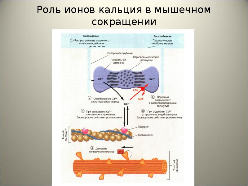 Окислительный процесс в мышцах