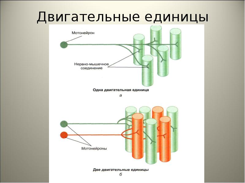 Физиология мышц презентация