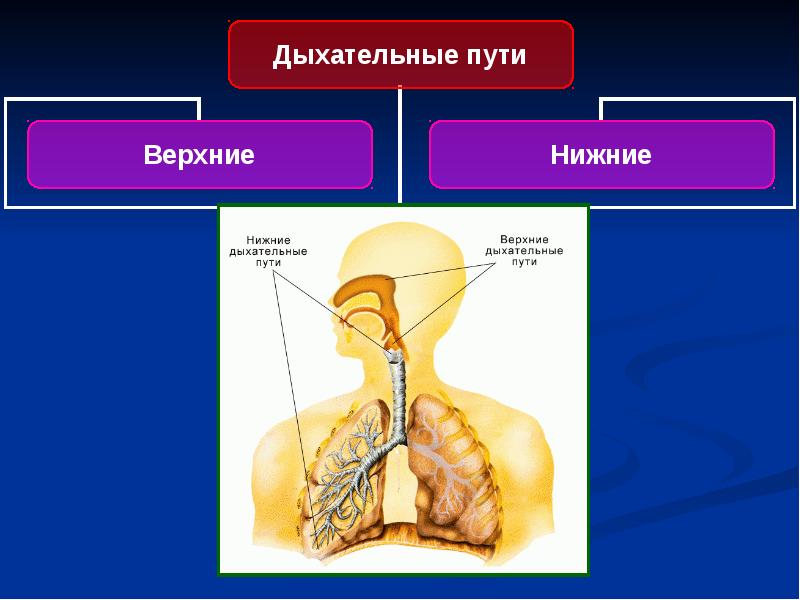 Лимфоидная ткань стенок органов пищеварительной и дыхательной системы