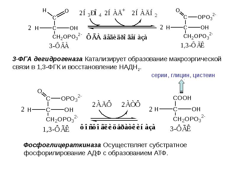 Образование глюкозы обмен. Фермент катализирующий реакцию субстратного фосфорилирования. ФГА-дегидрогеназа. Реакция образования Глюкозы из глицина. Глицин в глюкозу.