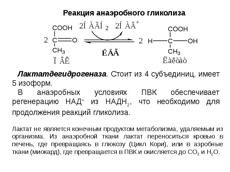 Обмен пвк. 11 Реакция анаэробного гликолиза. Окислительно восстановительные реакции в анаэробном гликолизе. Регуляция гликолиза лактатдегидрогеназа. Окислительно восстановительные реакции гликолиза.