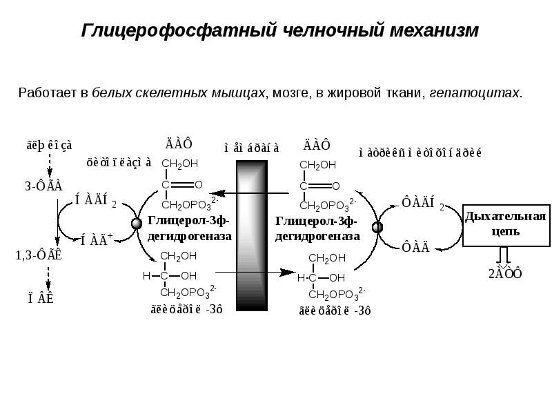 Обмен глюкозы. Глицерофосфат челночный механизм. Глицерофосфатный челночный механизм биохимия. Глицерол 3 фосфатный челночный механизм. Глицерофосфатный челночный механизм значение.