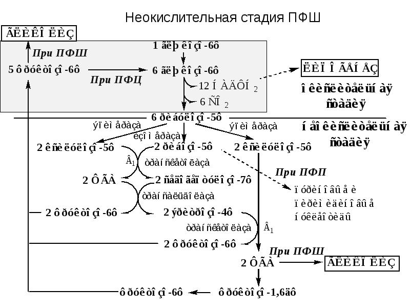 Обмен глюкозы. Пентозофосфатный шунт реакции. Пентозофосфатный шунт схема. Пентозофосфатный шунт биохимия. ПФЦ биохимия неокислительная стадия.