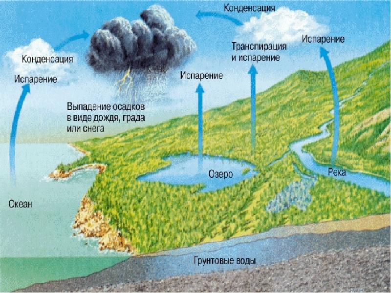 Состав гидросферы схема