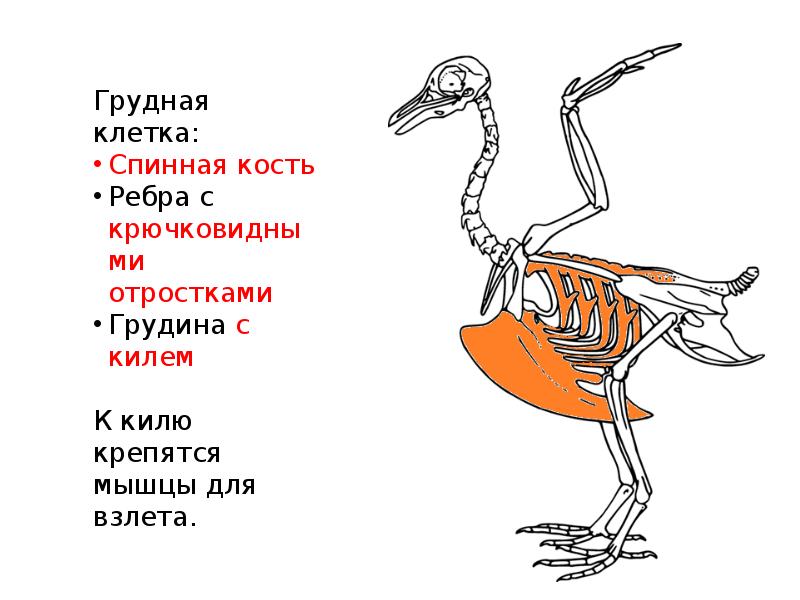 Особенности расположения строения и работы мышц птиц. Строение грудины у птиц. Скелет птицы киль. Киль у птиц. Грудной киль у птиц.