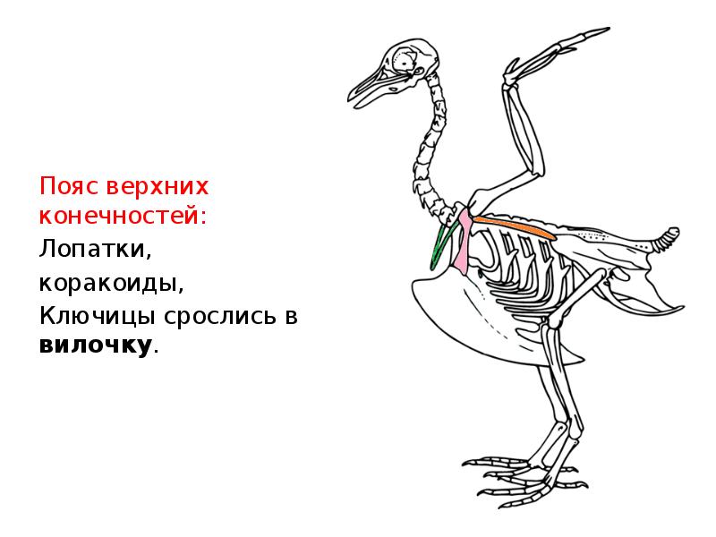 Скелет верхней конечности птицы. Скелет птицы пояс передних конечностей. Пояс верхних конечностей птиц. Пояс верхних конечностей птиц состоит из. Скелет пояса верхних конечностей у птиц.