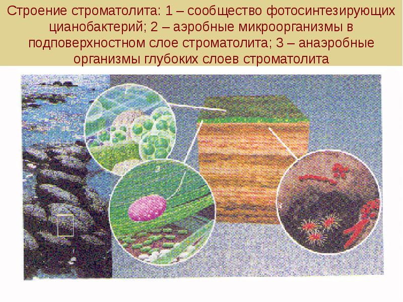 Презентация история земли