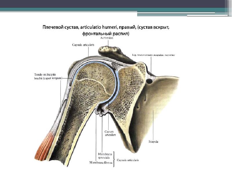 Артроскопия плечевого сустава презентация