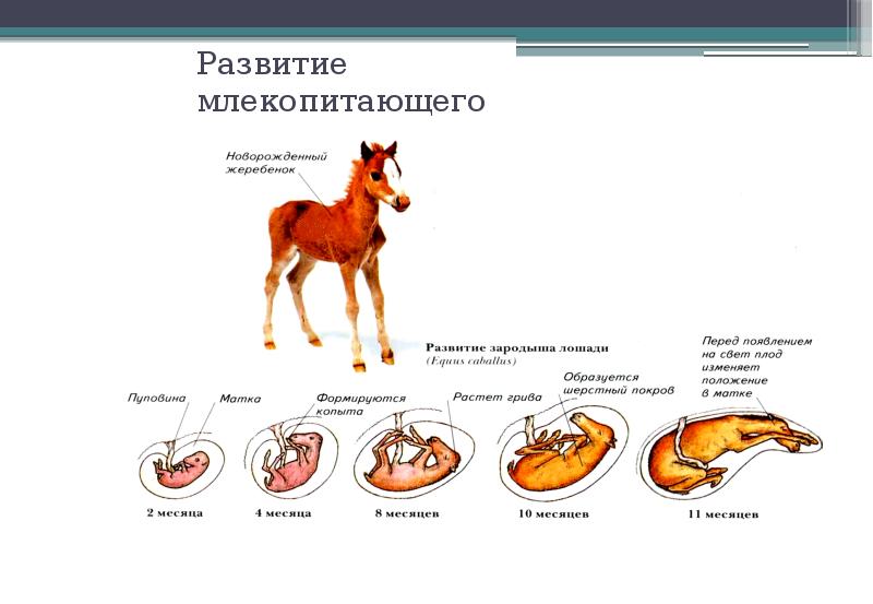 Схема развития детеныша в матке схема